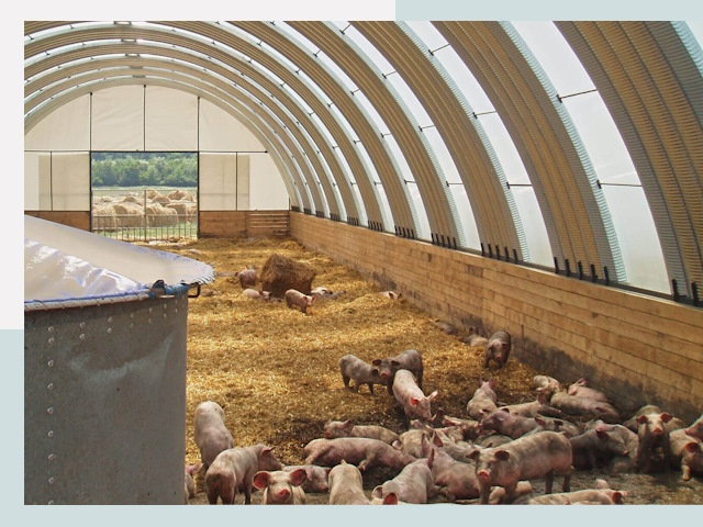 Строительство свинарников в Осинниках